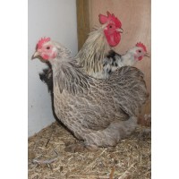 Silver Partridge Pekin
